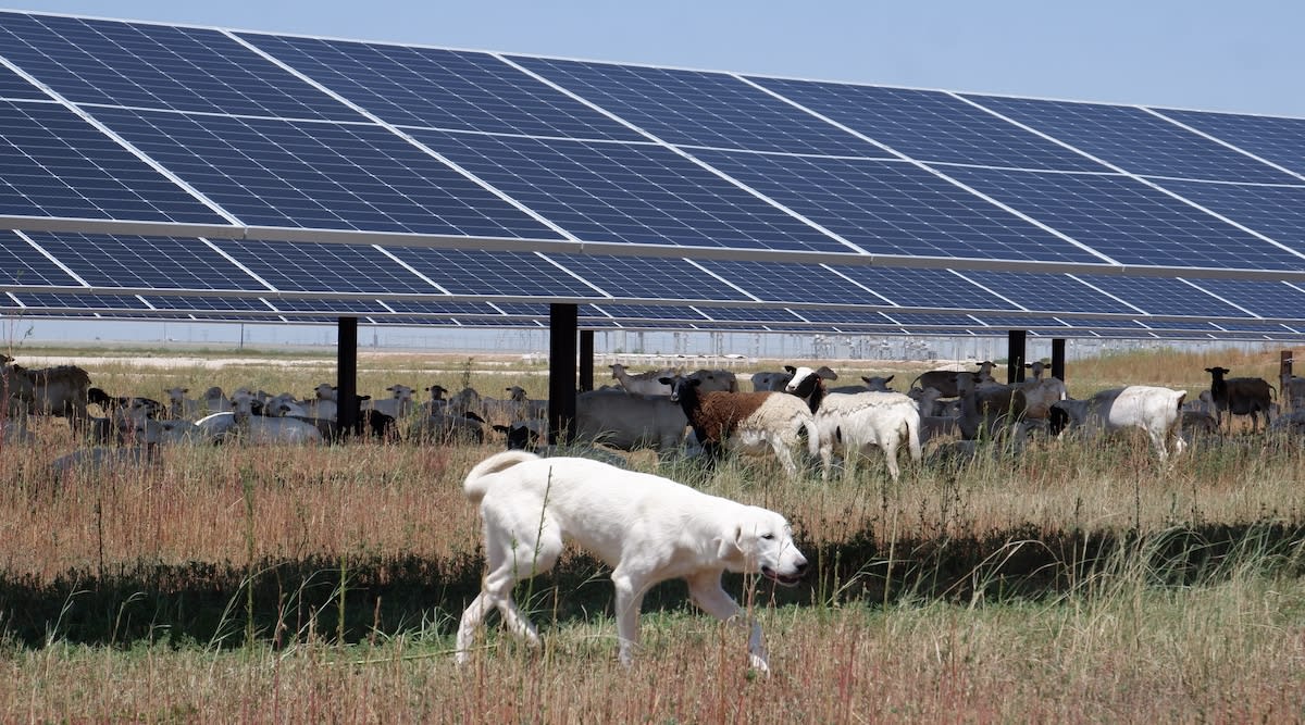 Sheep grazing peacefully among rows of blue solar panels in flat Texas landscape