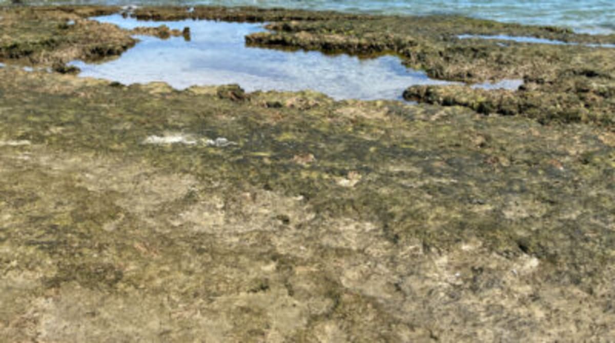 Cape Cod's Plan Protects Beaches and Ocean for Generations - Image 5