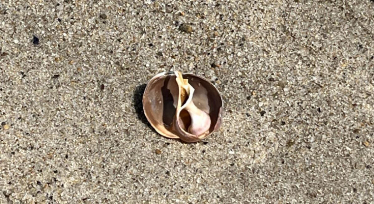 Cape Cod's Plan Protects Beaches and Ocean for Generations - Image 2