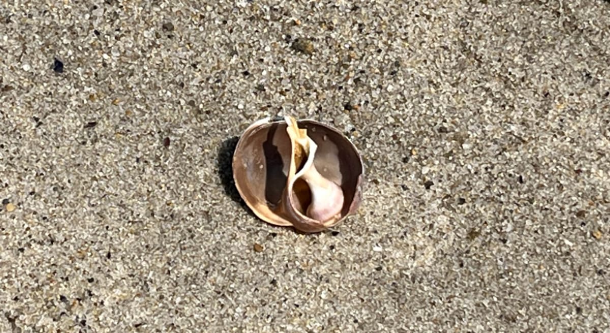 White sand beaches and coastal dunes along Cape Cod's protected National Seashore shoreline