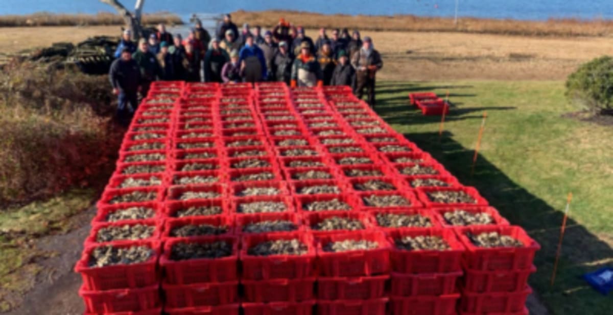 Cape Cod Oyster Farms Clean Water, Save Towns Millions - Image 5