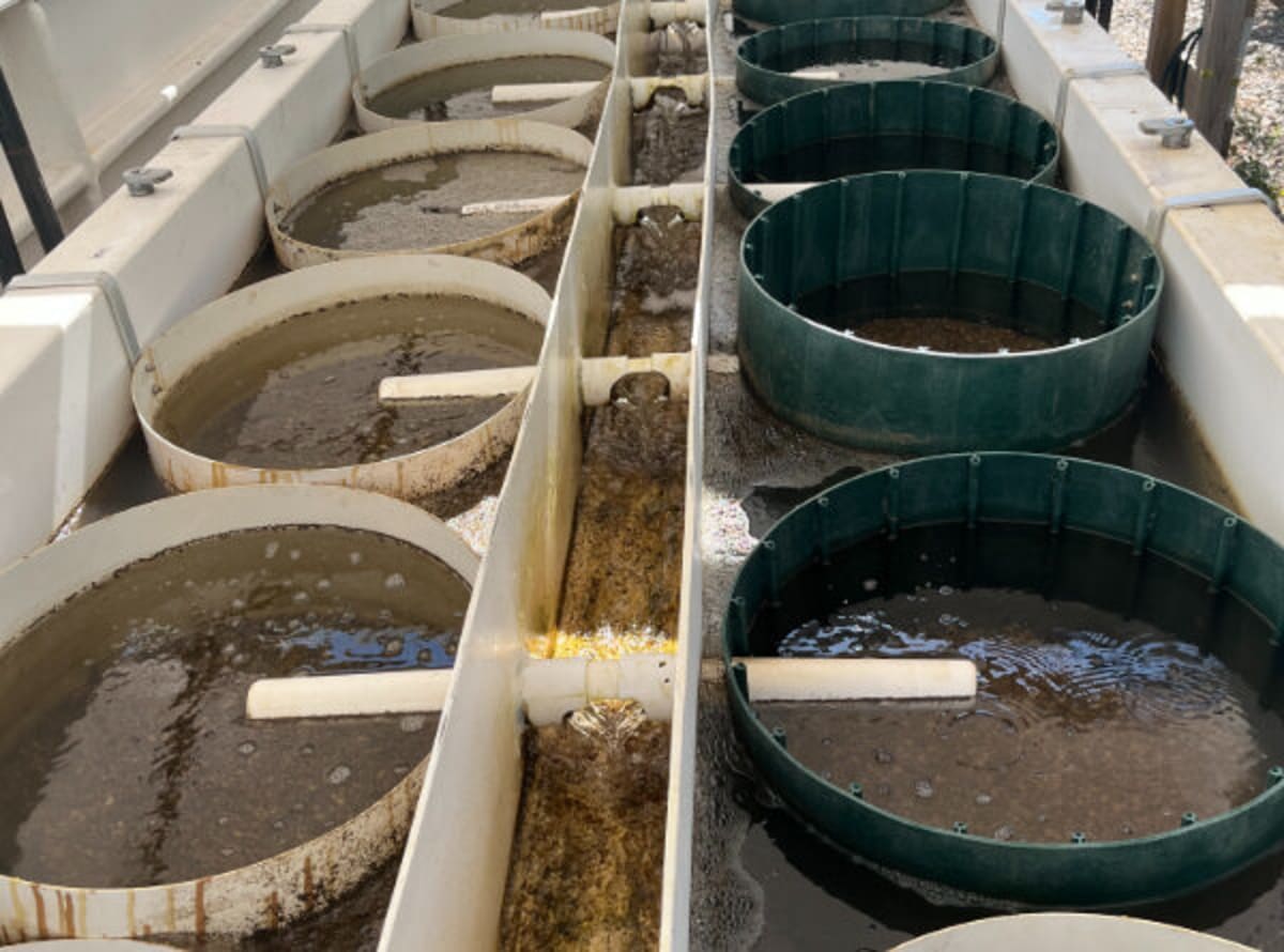 Cape Cod Oyster Farms Clean Water, Save Towns Millions - Image 3