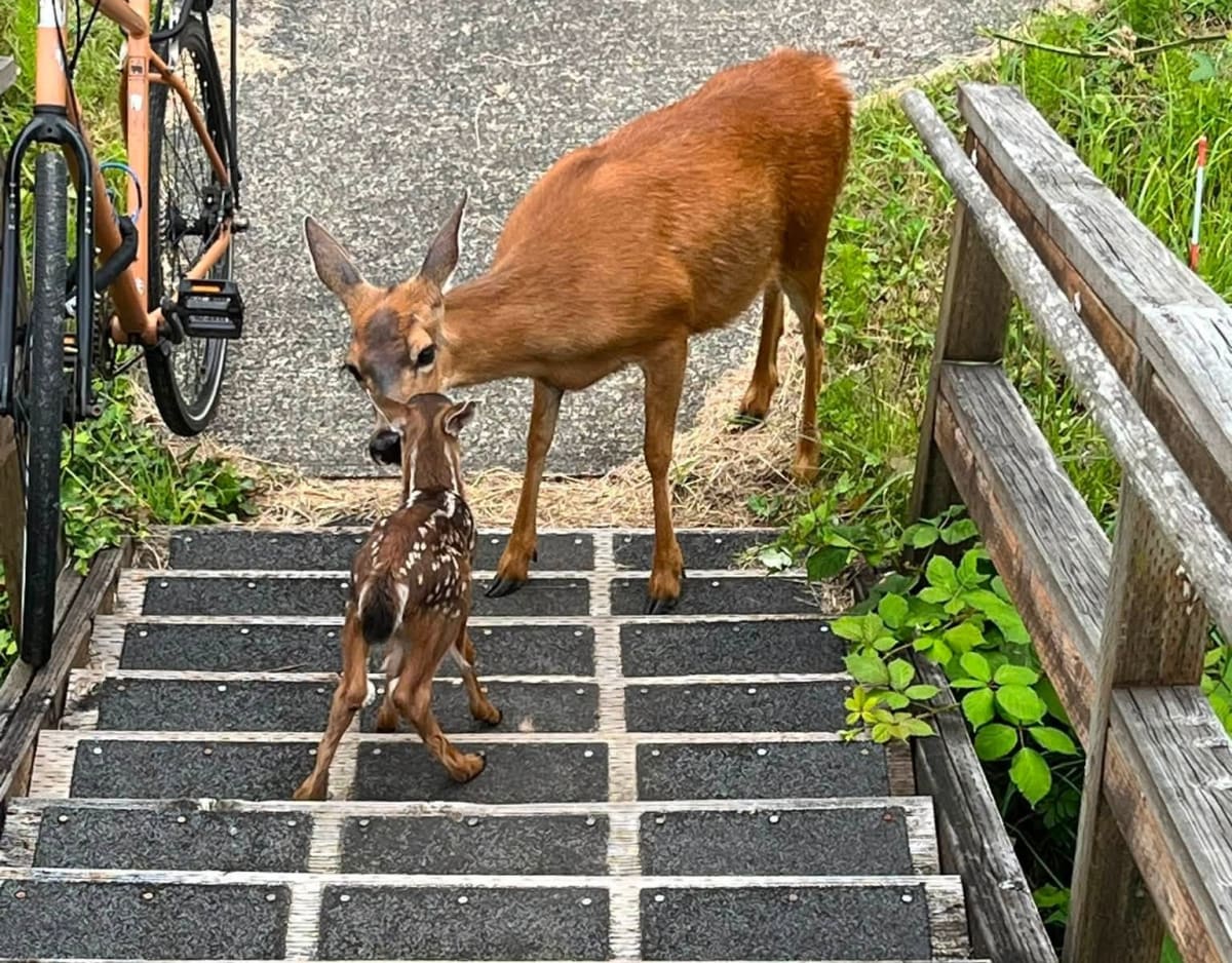 Firefighters Rescue Fawn Stranded on Oregon Roof - Image 4