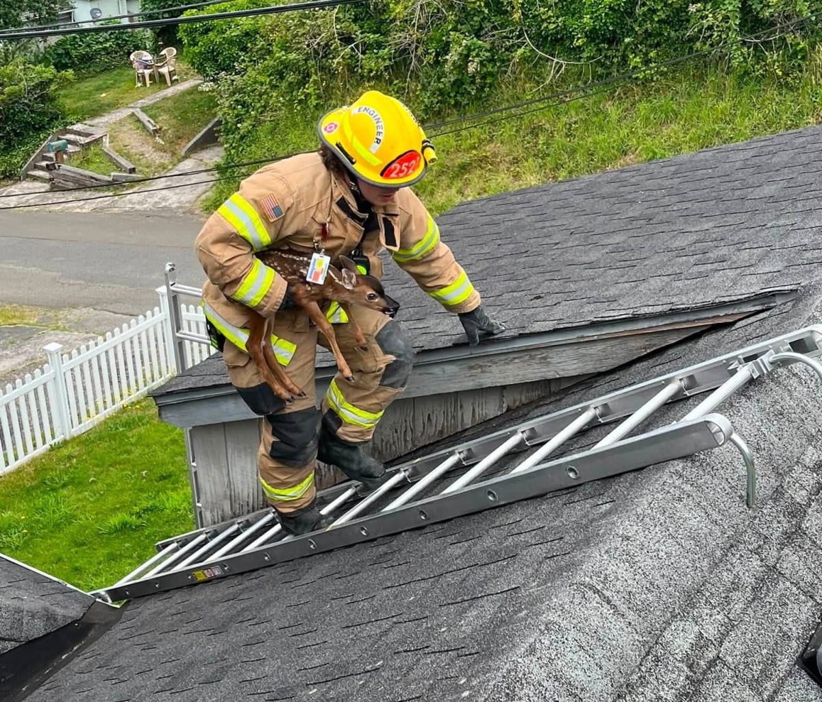 Firefighters Rescue Fawn Stranded on Oregon Roof - Image 3