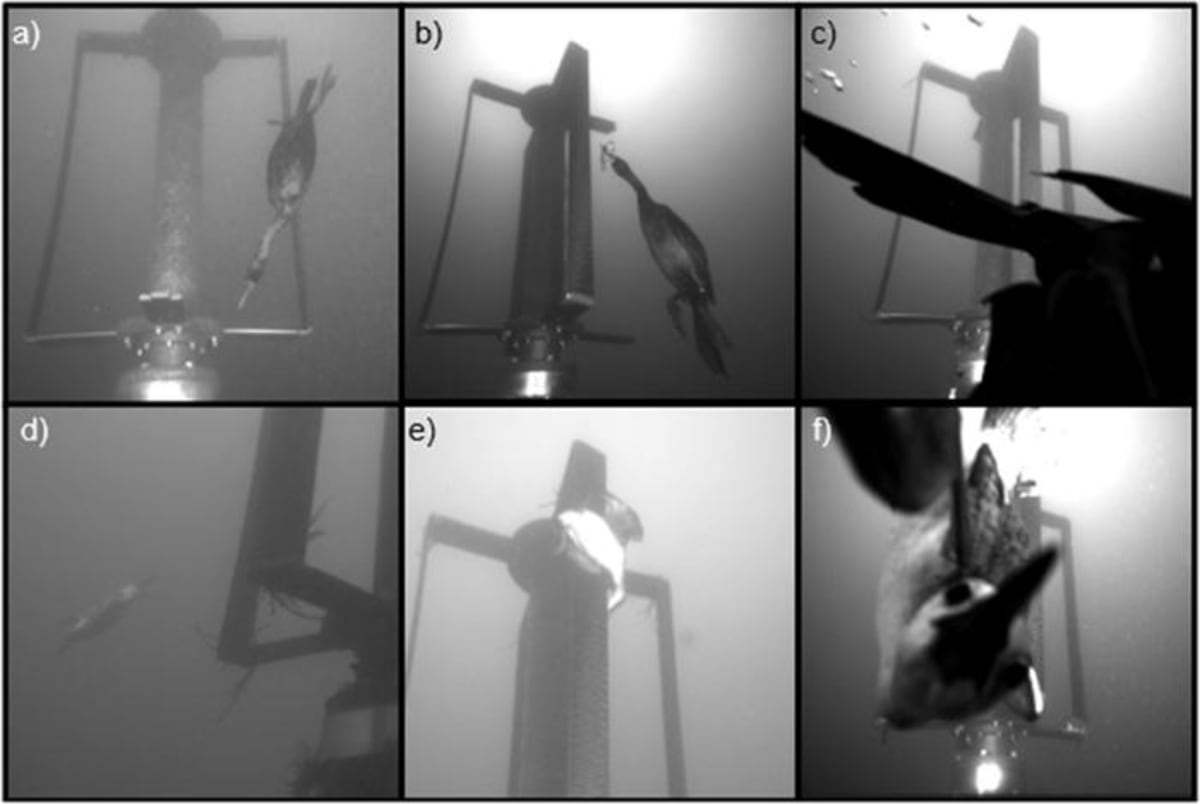 Toy Whale Helps Unlock Clean Energy from Ocean Tides - Image 3