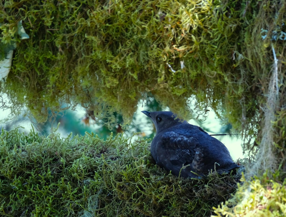 Oregon Protects Endangered Species Despite Federal Rollback - Image 4