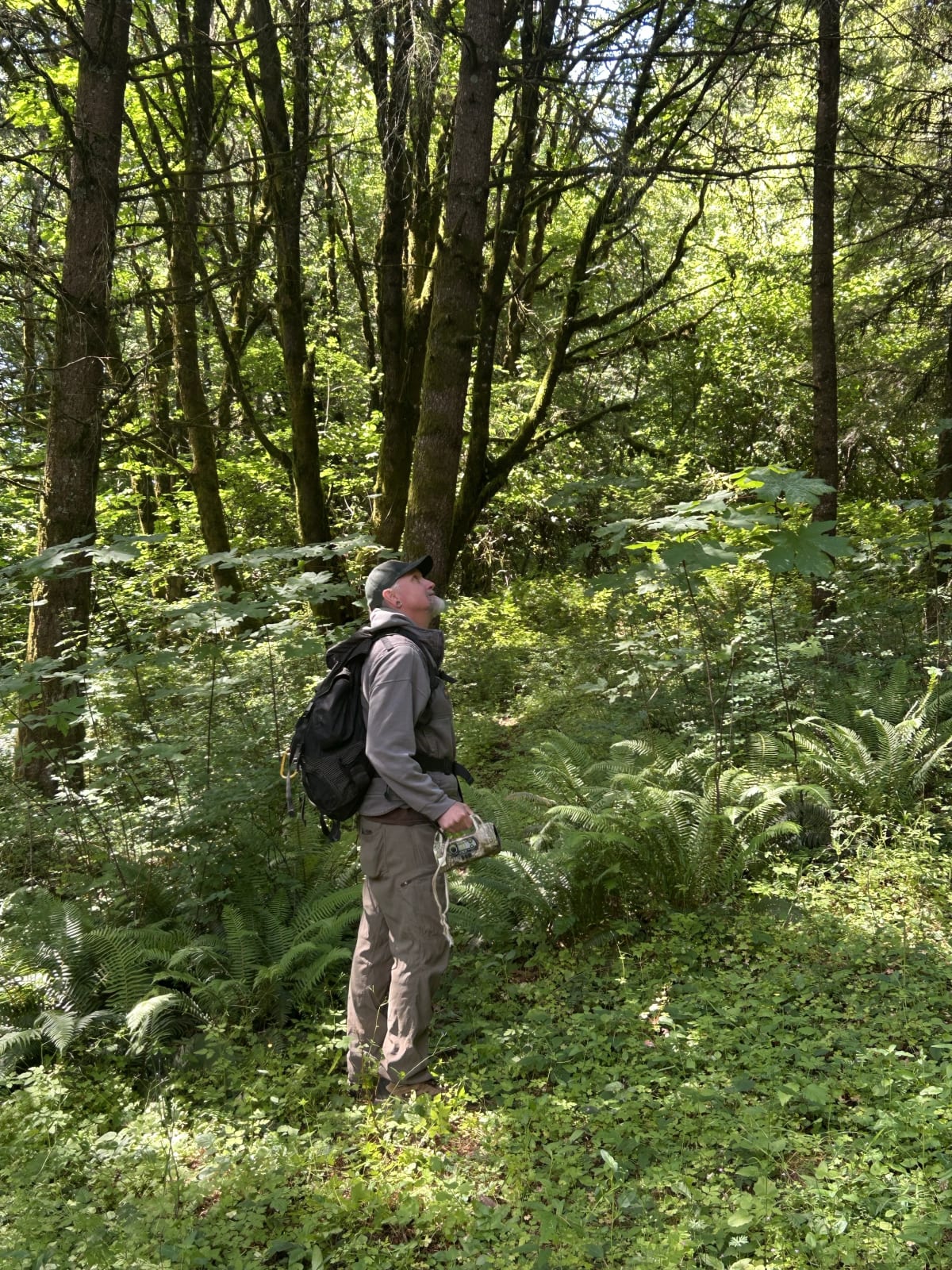 Oregon Uses AI and Sound Recorders to Save Threatened Owls - Image 3
