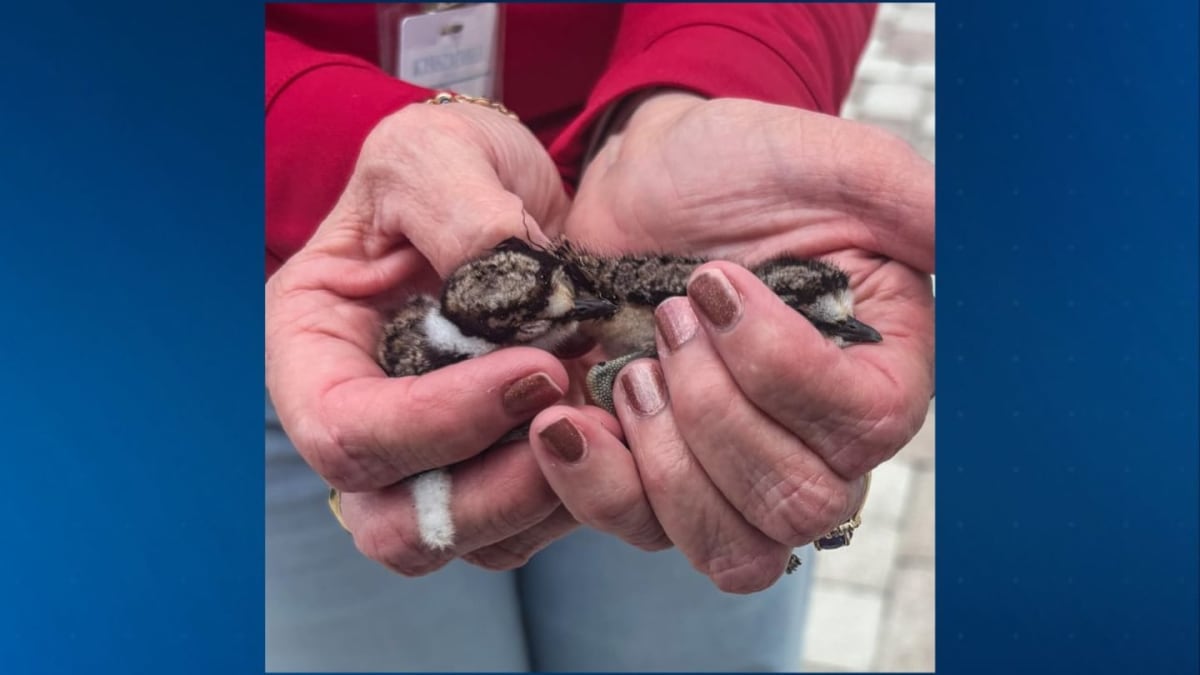 Kissimmee Firefighters Save Baby Birds from Storm Drain - Image 2