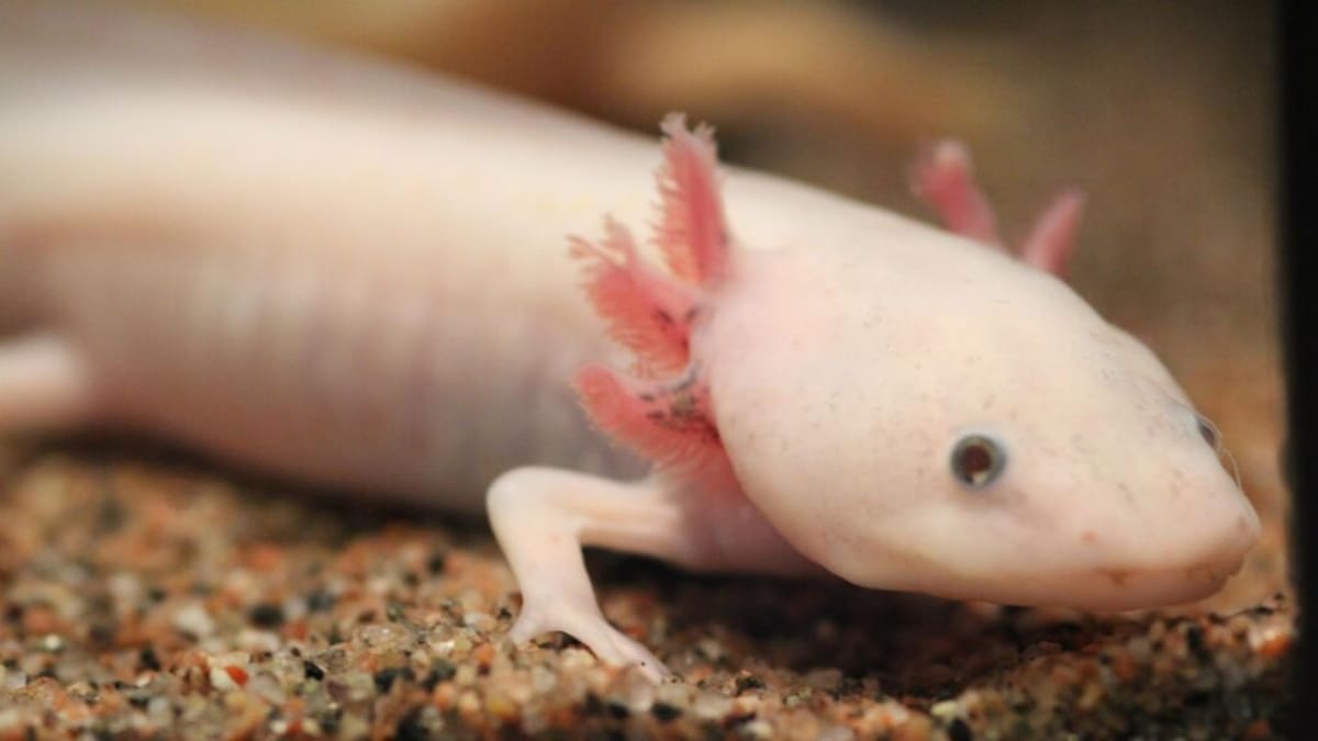 Scientists Find Gene That Could Help Humans Regrow Limbs - Image 3
