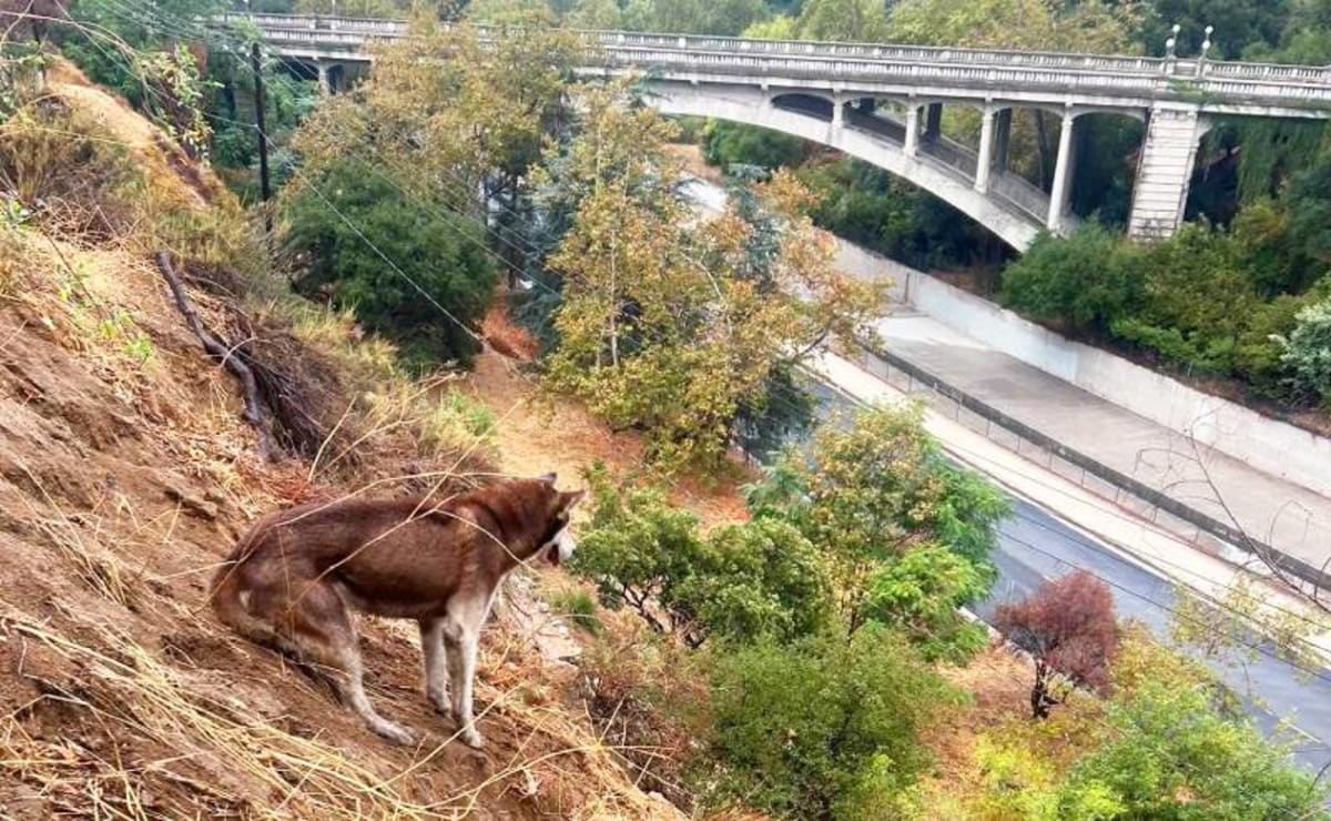 Pasadena firefighter carefully rescuing large dog stranded on steep hillside terrain