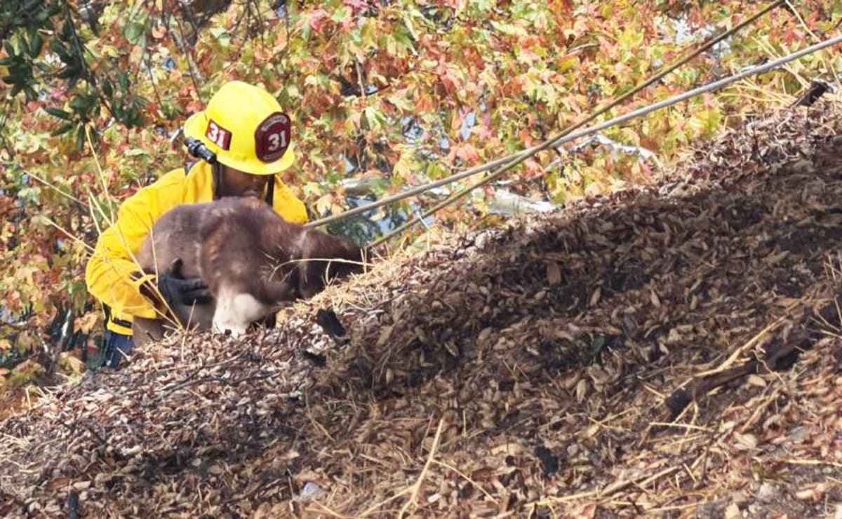 Pasadena Firefighters Rescue Dog Stranded on Steep Hill - Image 2