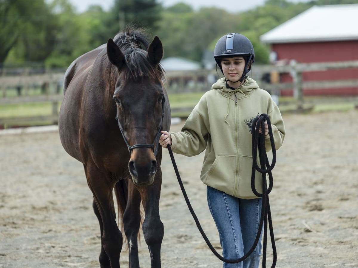 Retired Racehorse Becomes NYC Hero After Daring Arrest - Image 4