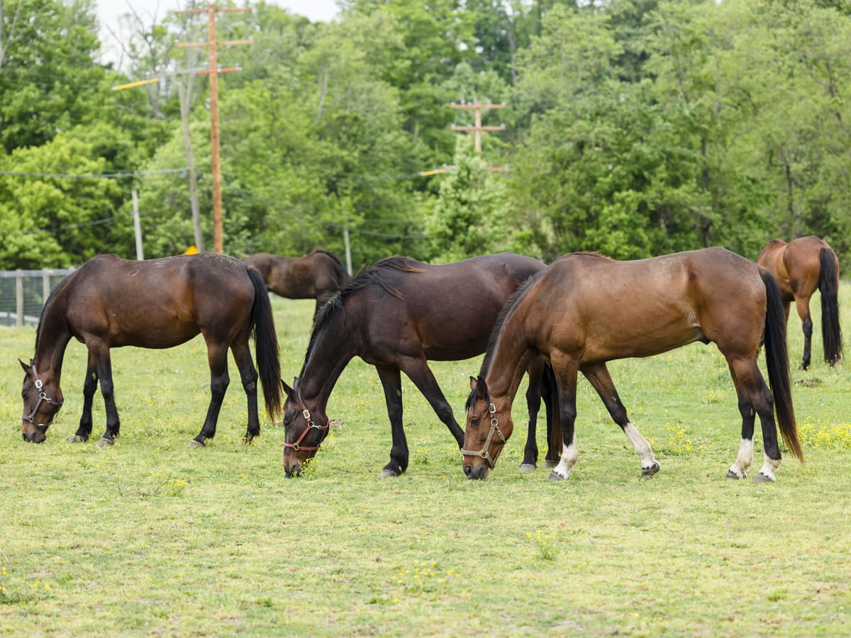 Retired Racehorse Becomes NYC Hero After Daring Arrest - Image 3