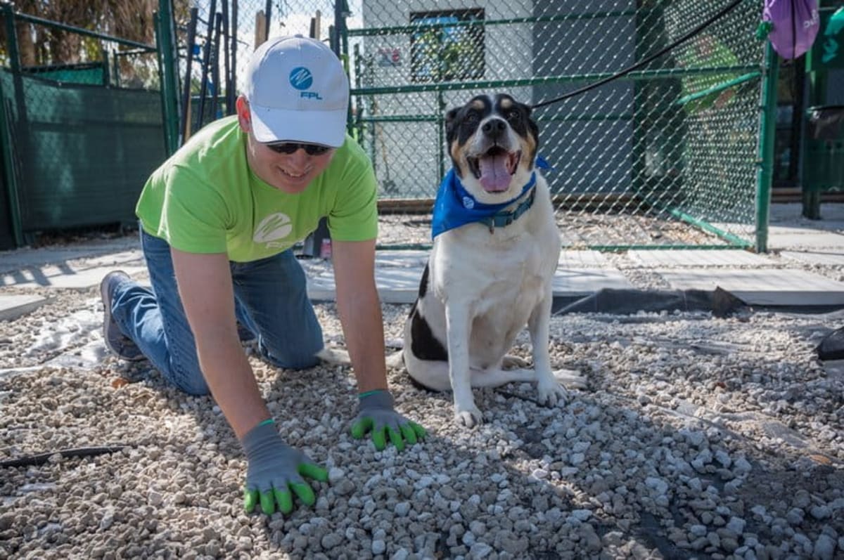 Florida Power and Light volunteer spreads gravel at animal shelter while rescue dog watches nearby
