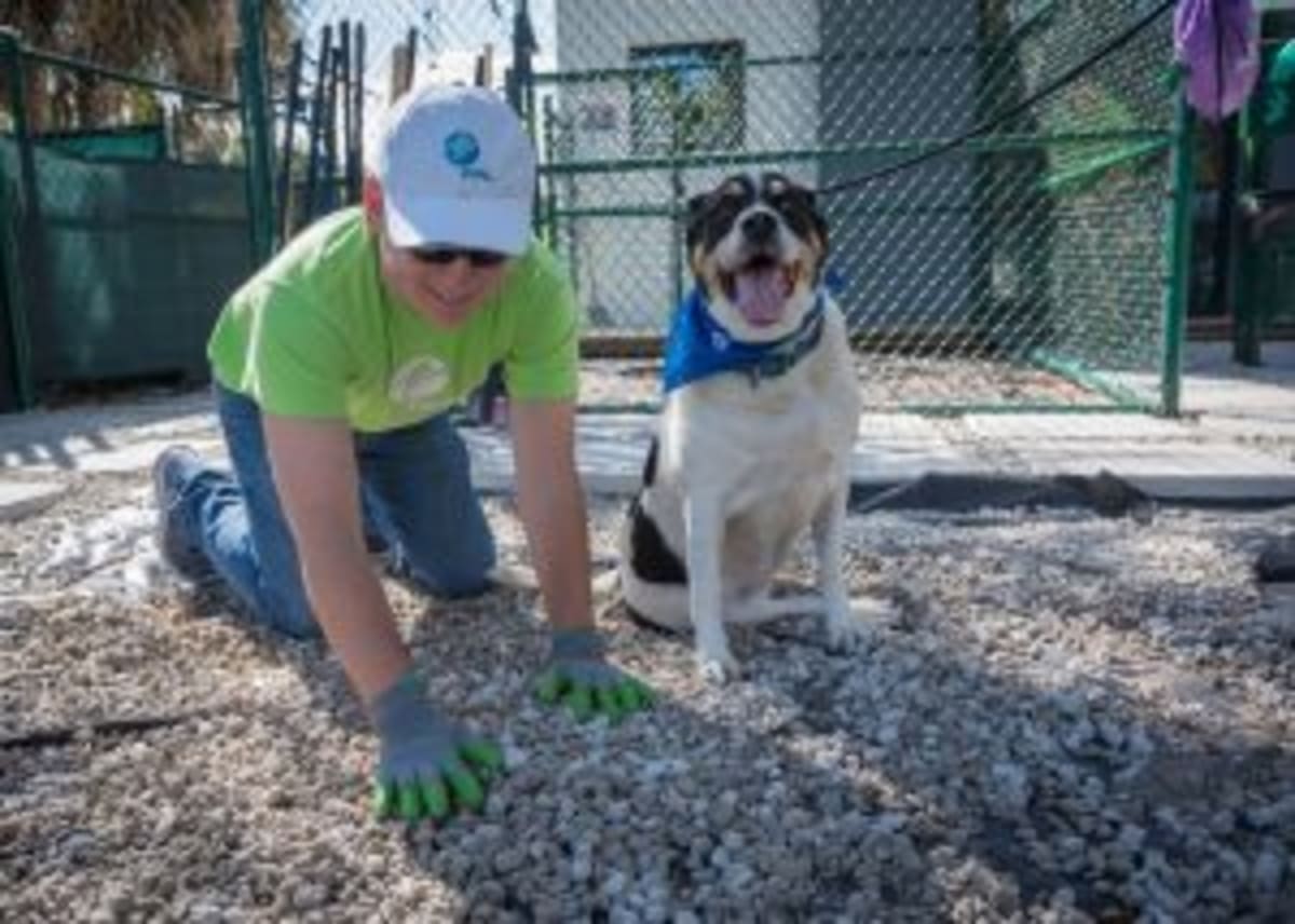 FPL Volunteers Beautify Miami Animal Shelter with Rescue Dogs - Image 2