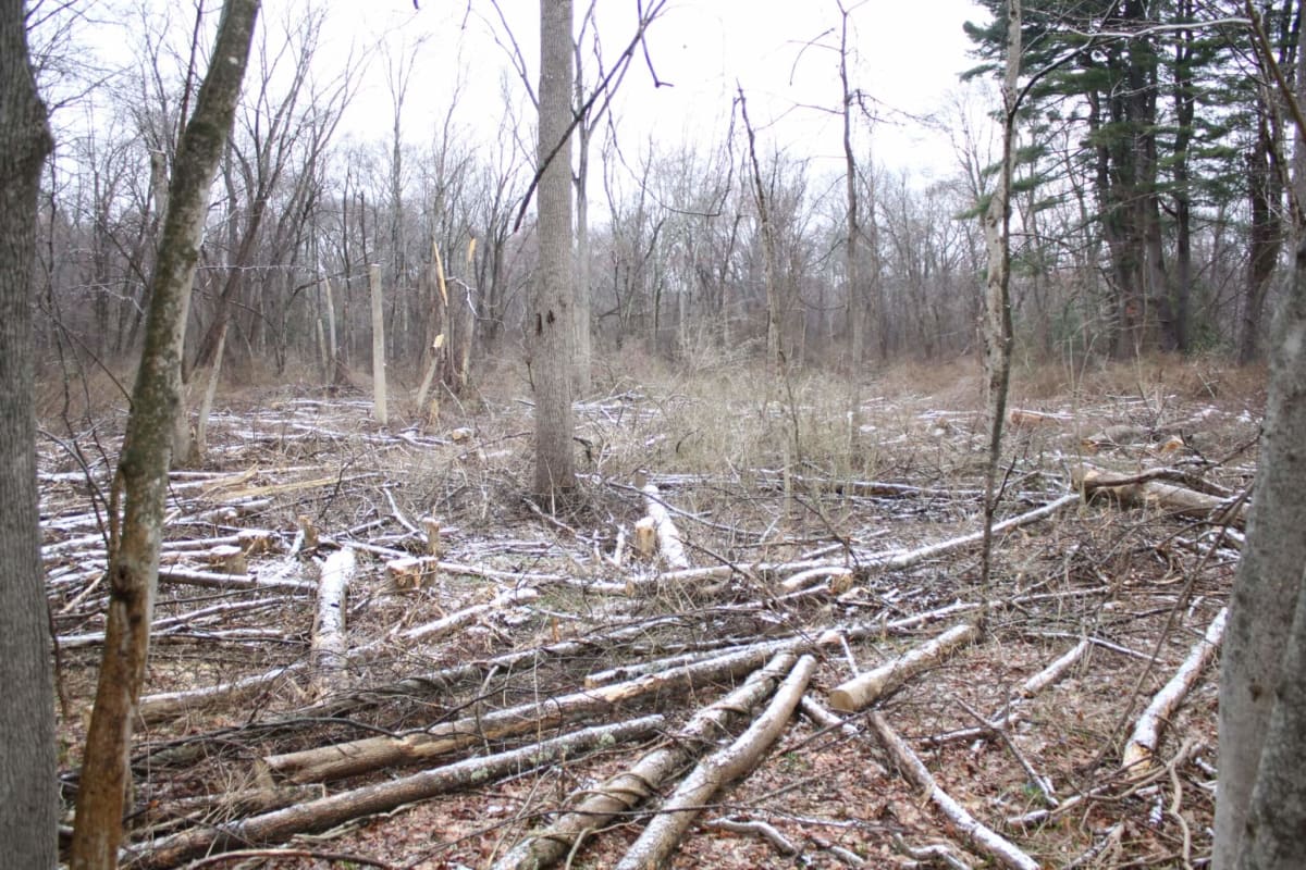 Massachusetts Park Restores 60 Acres of Choking Forest - Image 2