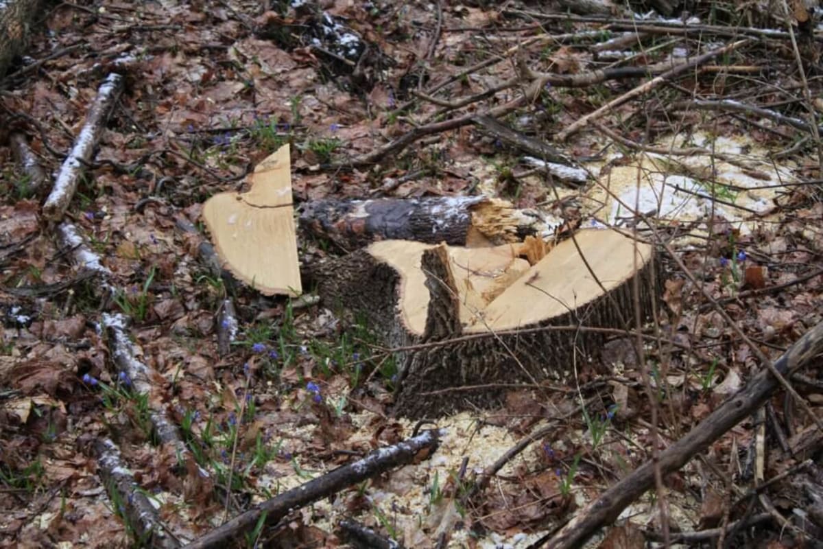 Massachusetts Park Restores 60 Acres of Choking Forest - Image 4
