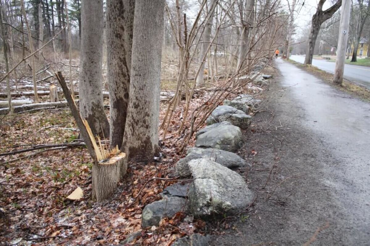 Massachusetts Park Restores 60 Acres of Choking Forest - Image 3