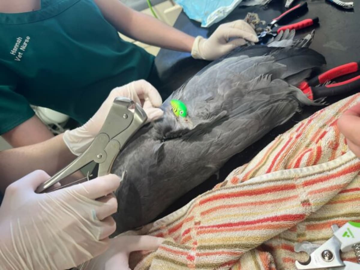 Entangled Heron Rescued After Fishing Line Nearly Kills It