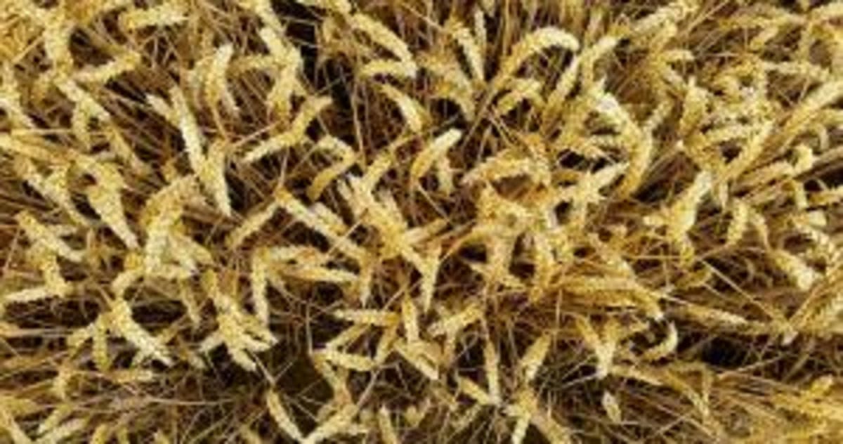 Brazil's $1B Biological Farming Boom Attracts Global Money - Image 2