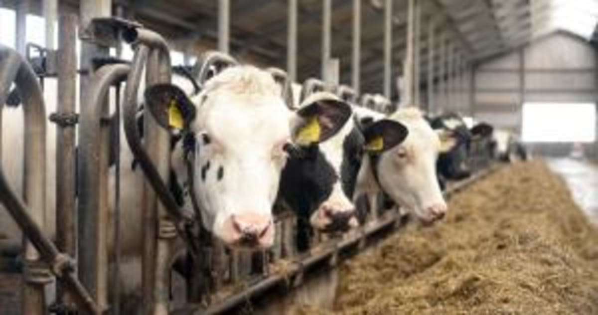 Japan Beer Firm Cuts Emissions 50% With Soil Innovation - Image 3