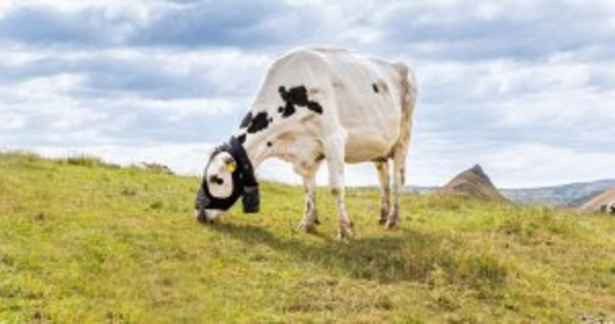 Japan Farms Methane-Cutting Seaweed to Slash Cattle Emissions - Image 3