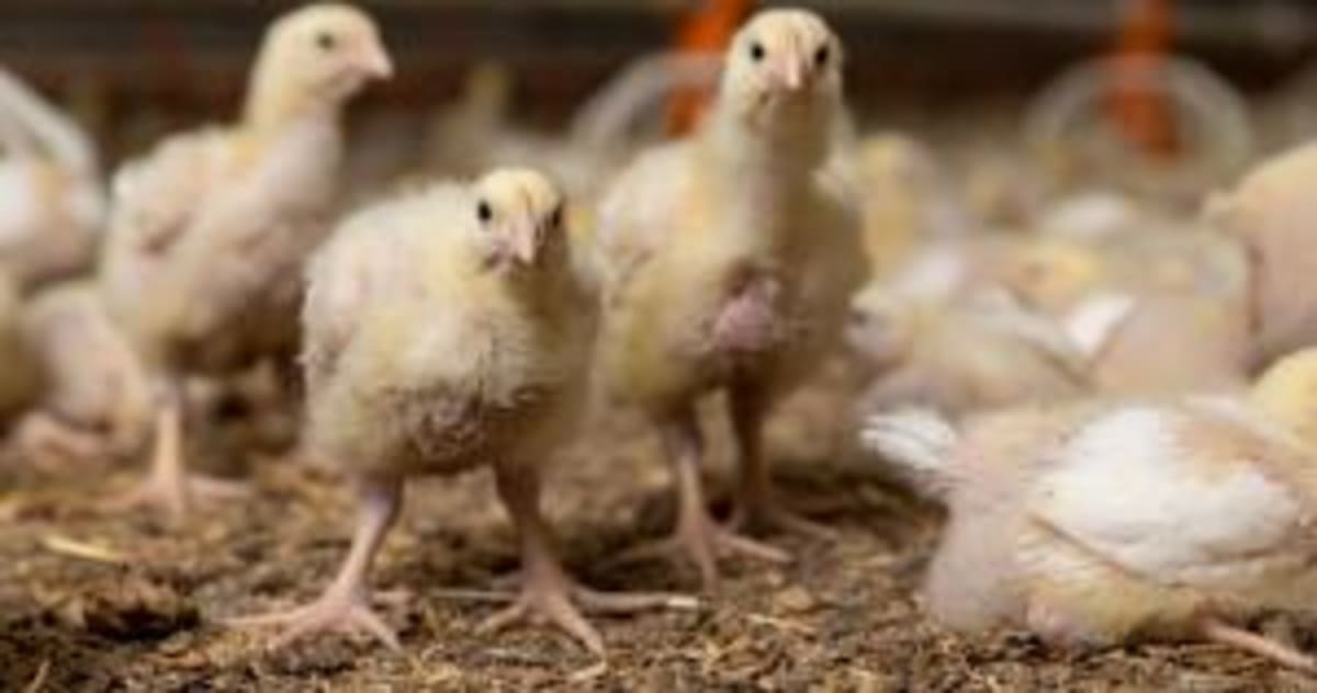 FDA Approves New Treatments to Protect US Livestock - Image 4