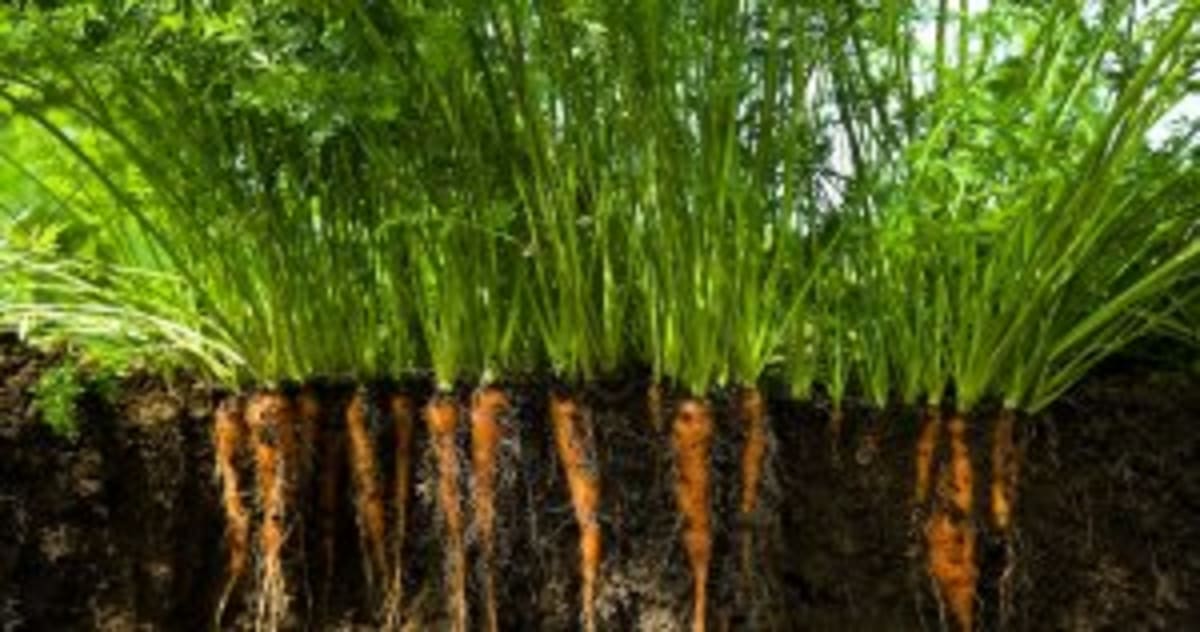 Vietnam's Rice Revolution: From Volume to Value - Image 4