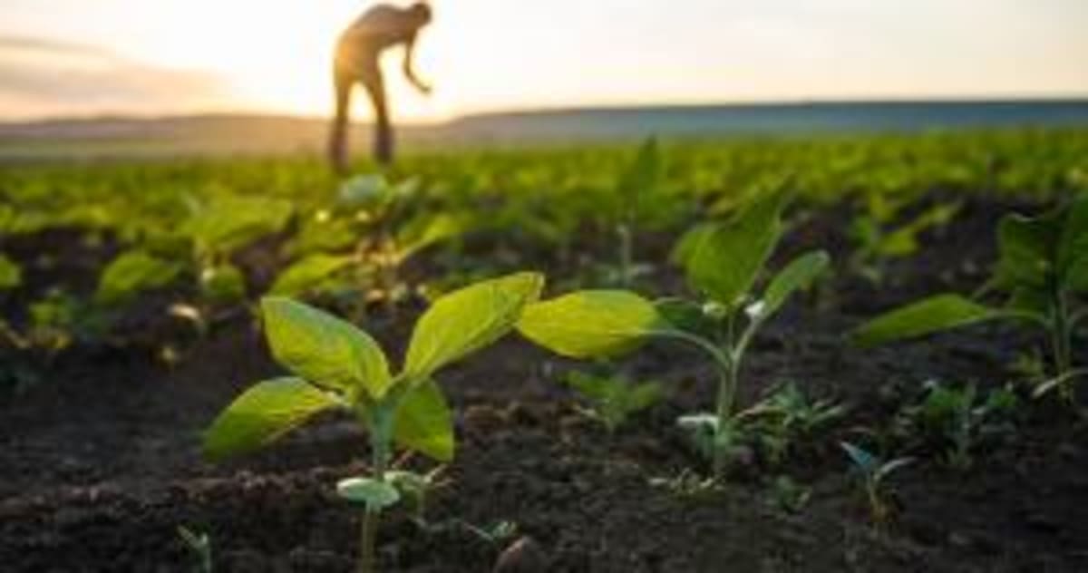 Brazil's Farms Hit Record $169B in Exports - Image 4