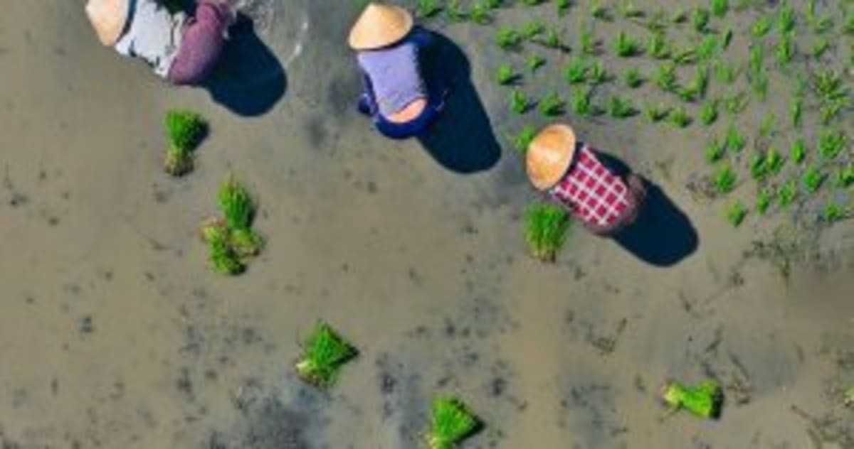 Vietnam's Rice Revolution: From Volume to Value - Image 3