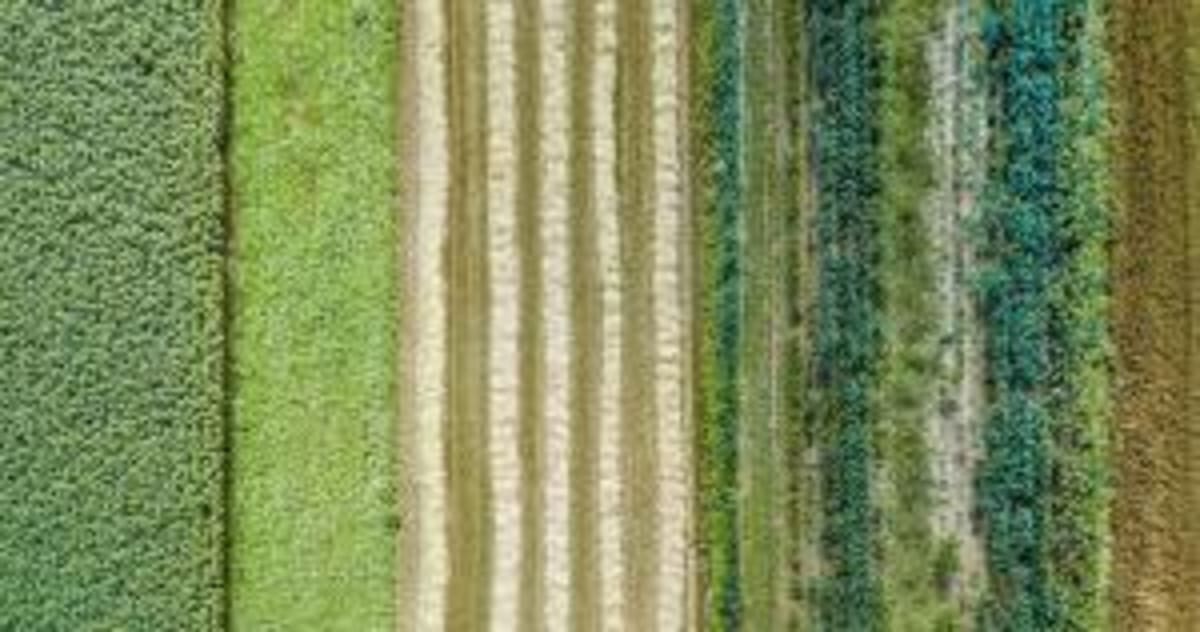 FDA Approves New Treatments to Protect US Livestock - Image 2