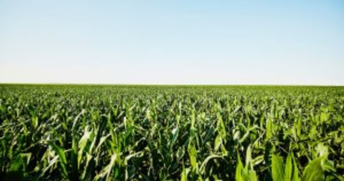 Japan Farms Methane-Cutting Seaweed to Slash Cattle Emissions - Image 4