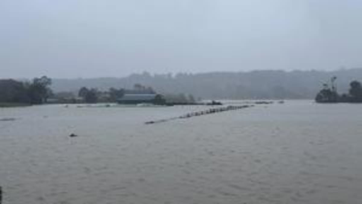 3-Legged Sea Turtle Gets Satellite Tracker After Rescue - Image 5