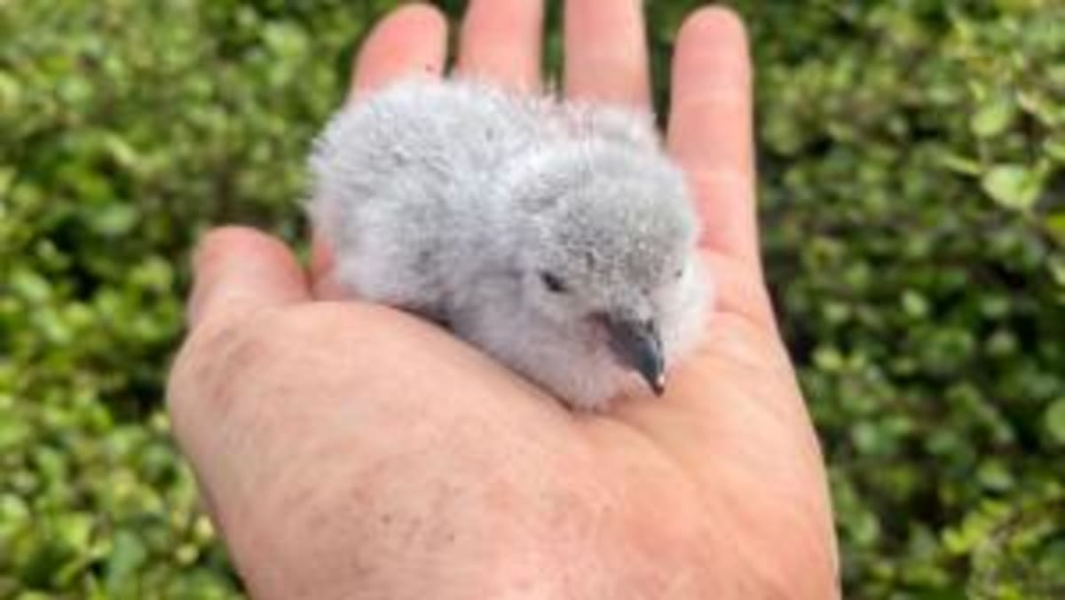 New Zealand Beach Town Saves 19 Rare Dotterel Chicks - Image 4