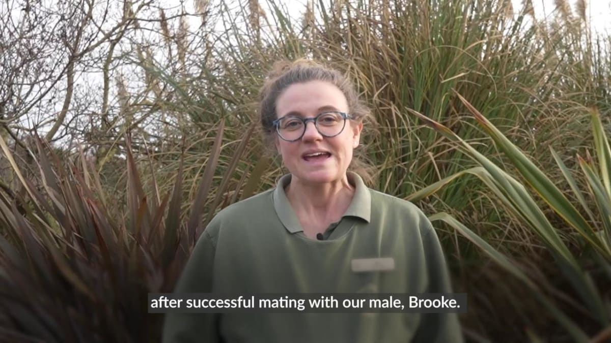 Yorkshire Park Welcomes 4 Cheetah Cubs in Conservation Win