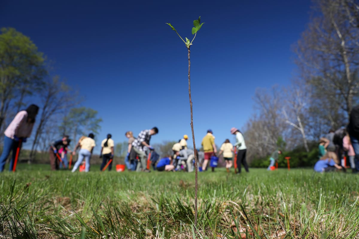 Lexington Plants 25th Year of Community Forest Legacy