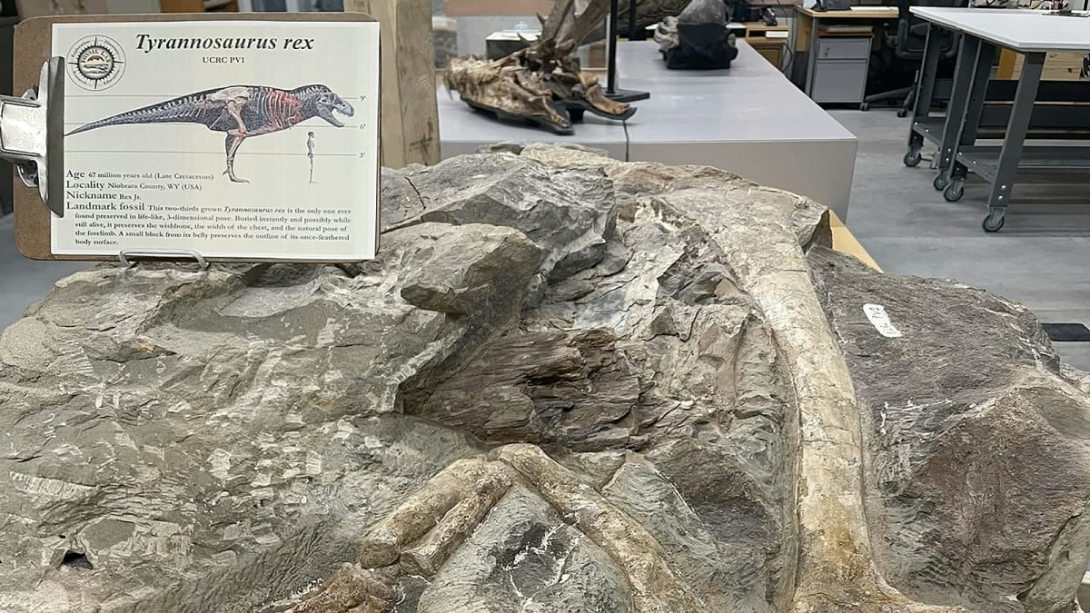 Wyoming T. Rex Could Rewrite Dinosaur History Books - Image 3