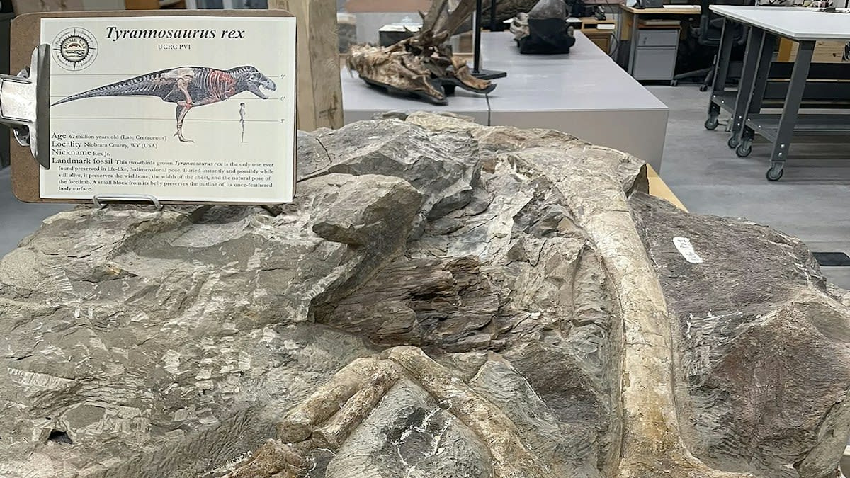 Paleontologist carefully examining fossilized Tyrannosaurus rex bones embedded in dark ironstone rock