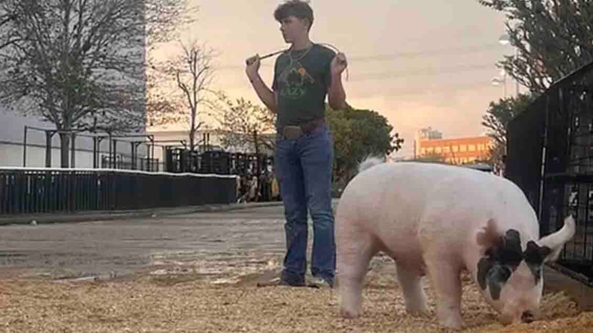 Texas Teen's Pig Wins Record $505K at Houston Rodeo - Image 4