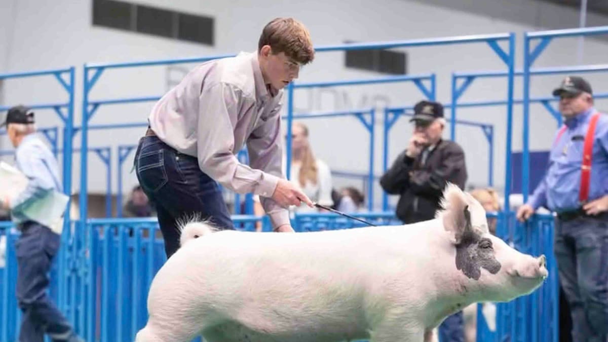 Texas Teen's Pig Wins Record $505K at Houston Rodeo - Image 3