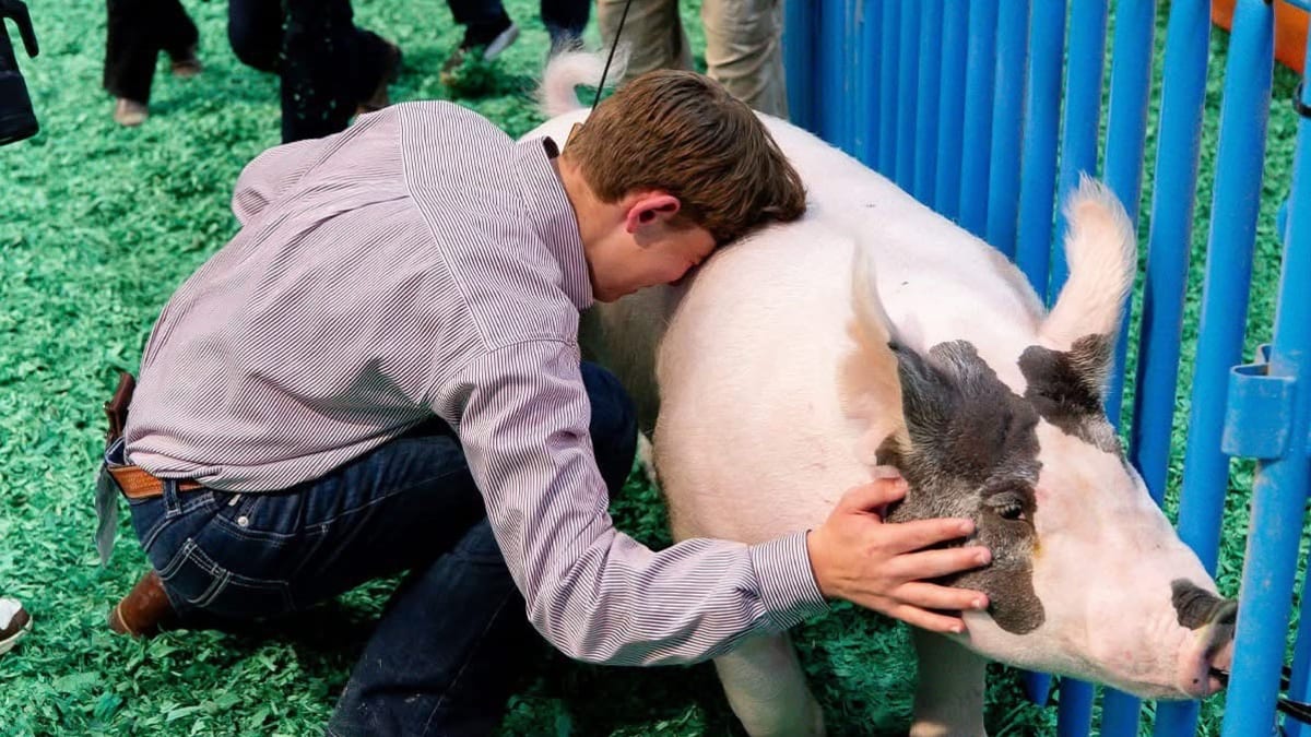 Texas Teen's Pig Wins Record $505K at Houston Rodeo - Image 5