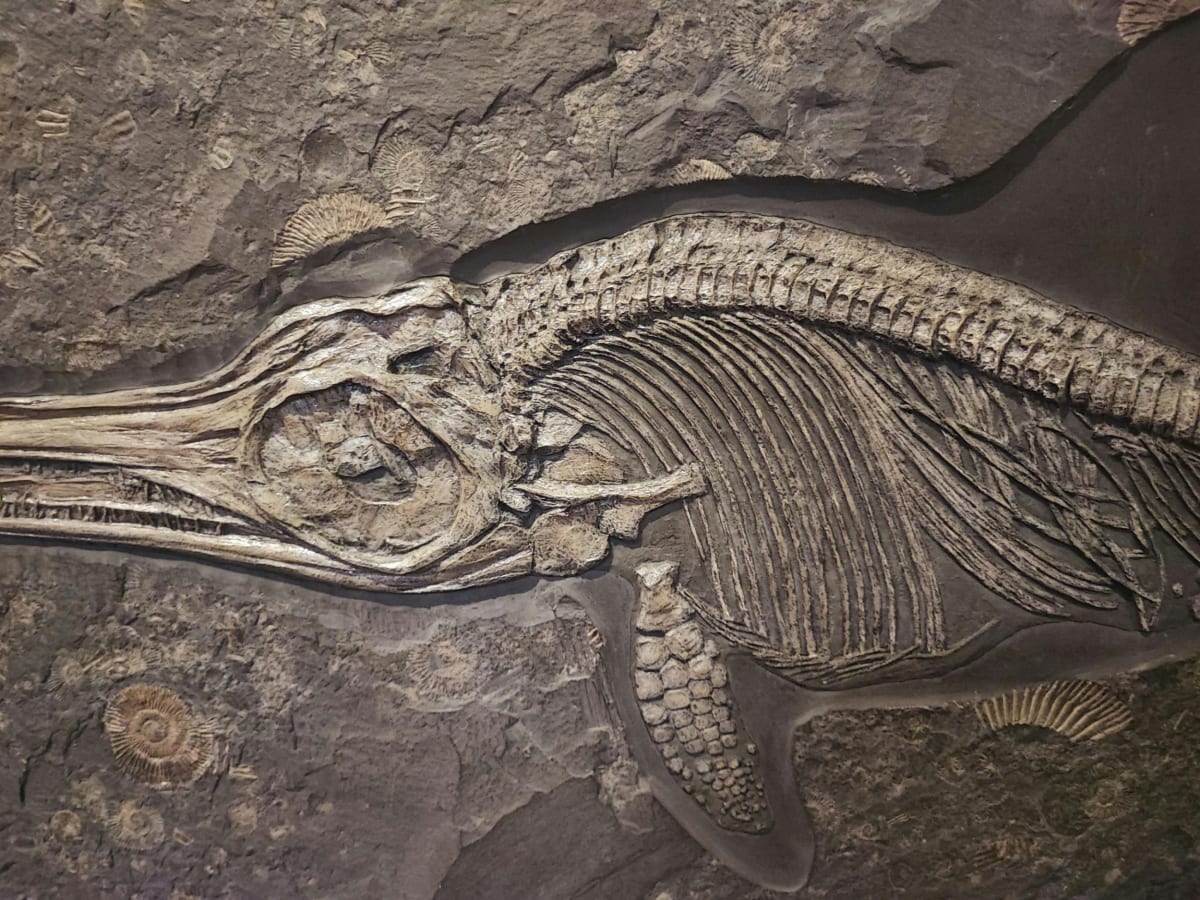Tiny 90M-Year-Old Dino Fossil Rewrites Evolution Playbook