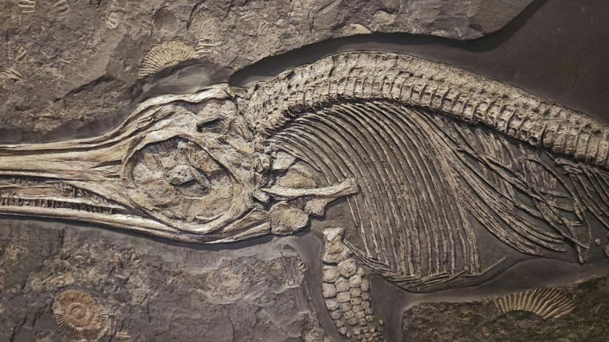 Tiny 90M-Year-Old Dino Fossil Rewrites Evolution Playbook - Image 2