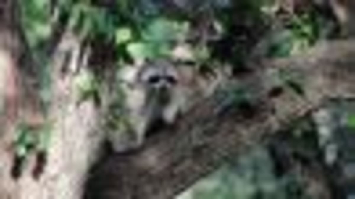 Tiny 90M-Year-Old Dino Fossil Rewrites Evolution Playbook - Image 5