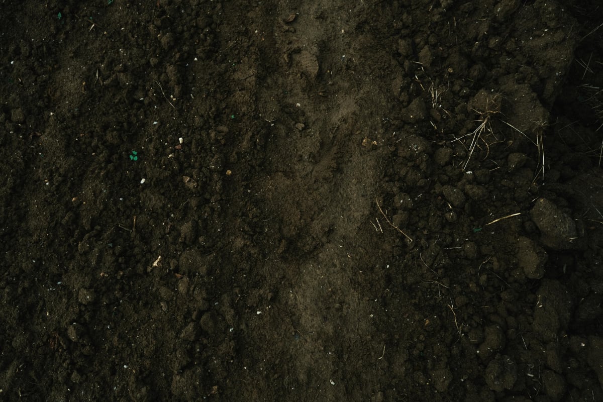 66 Species Saved: How Captive Breeding Rewilded America - Image 5