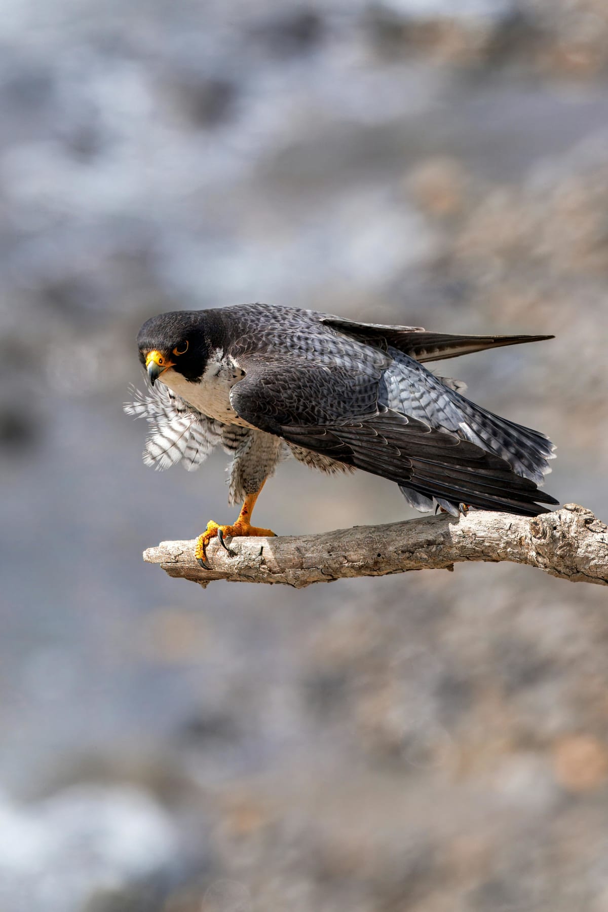 Peregrine falcon perched on branch showing successful endangered species recovery through conservation