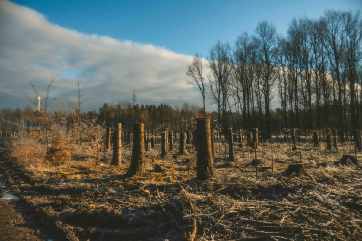 Amur Leopards Double From Near-Extinction in Conservation Win - Image 4