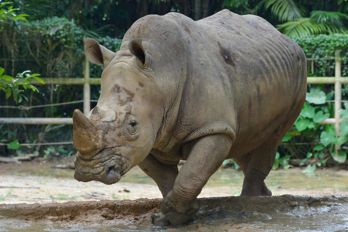 Amur leopard walking through snowy forest in protected Russian Far East habitat