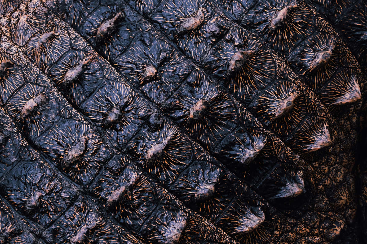 Close-up of modern crocodile skin showing protective bony plates called osteoderms embedded naturally