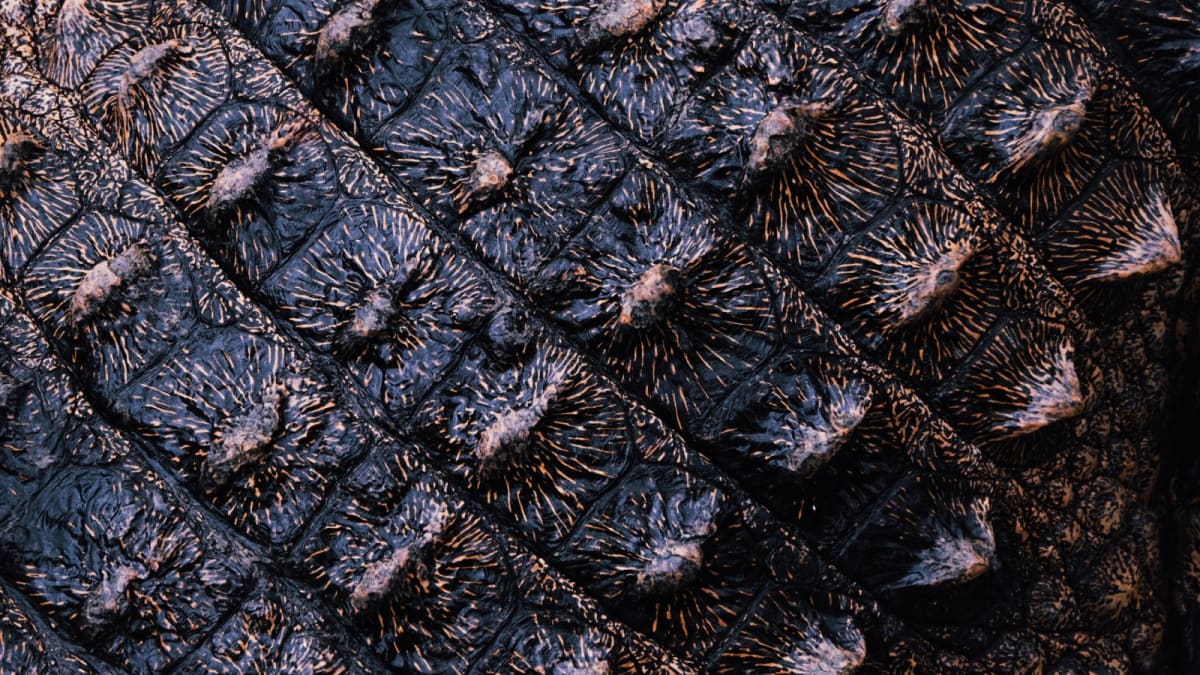 Scientists Solve 320-Million-Year Reptile Armor Mystery - Image 2